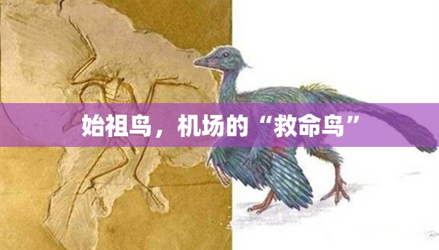 始祖鸟，机场的“救命鸟”