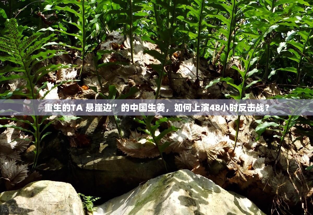 重生的TA 悬崖边”的中国生姜，如何上演48小时反击战？